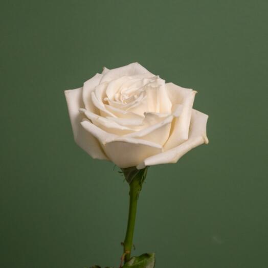 Роза Уайт Мондьаль