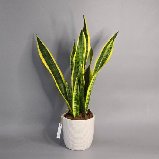 Sanseveria Laurentil