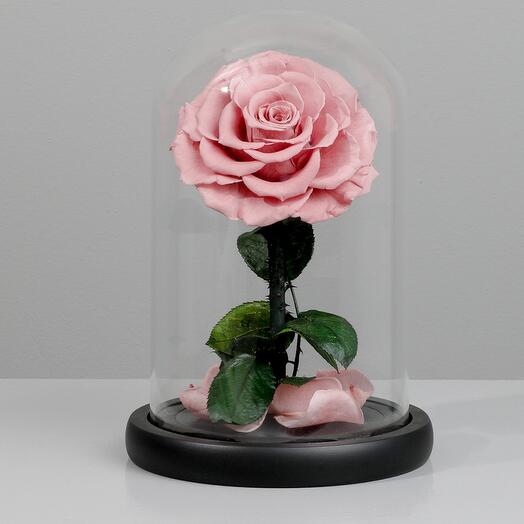 Стабилизированная роза со стеклянным куполом