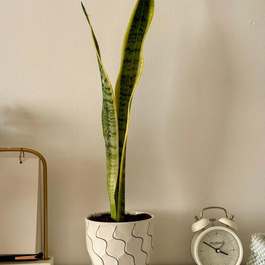 نبات الثعبان