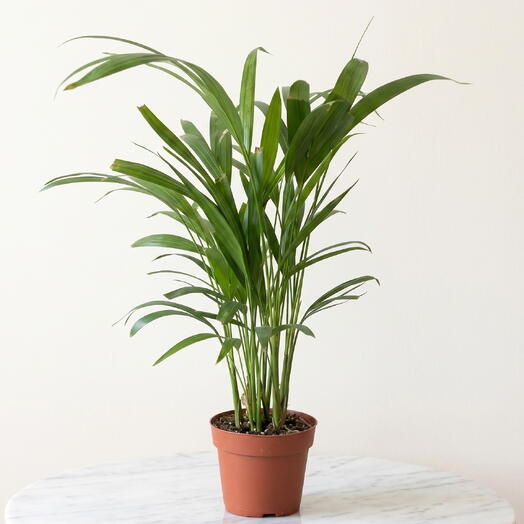 Kentia Palm
