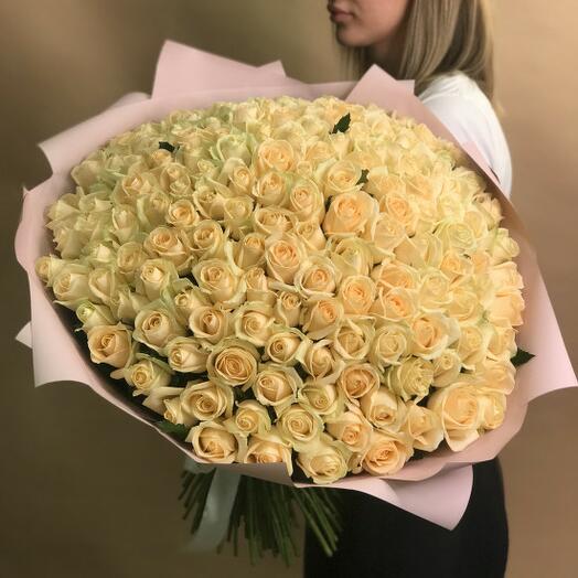 151 cream roses