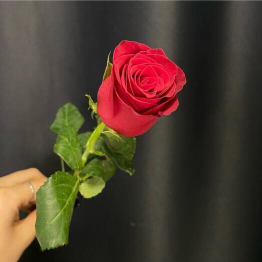 Одна красная роза-2505