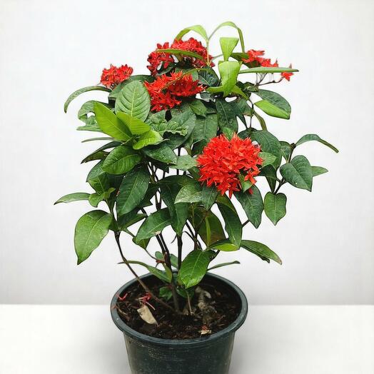 Ixora Coccinea