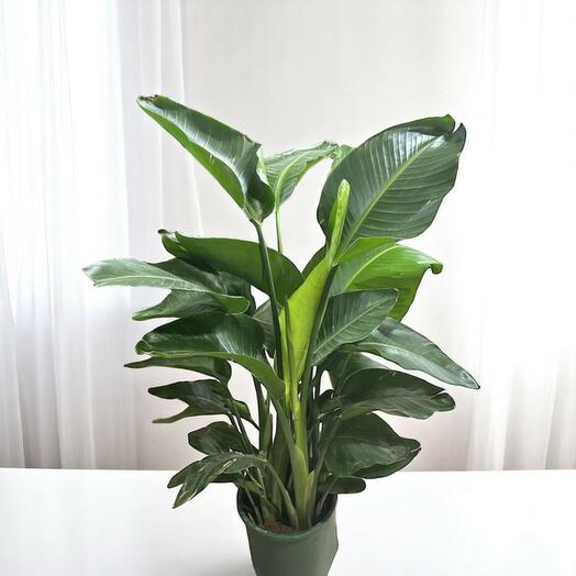 Strelitzia Nicolai (Райская птица)