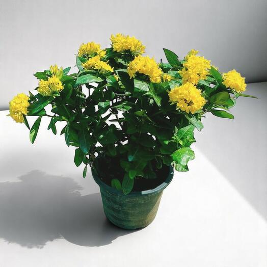 Ixora Coccinea Yellow