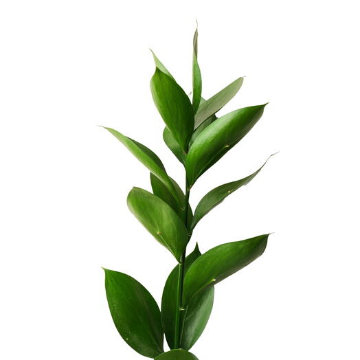 Ruscus single stem