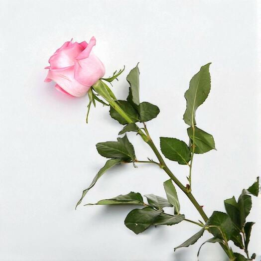 Pink rose single