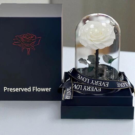 White preserved rose