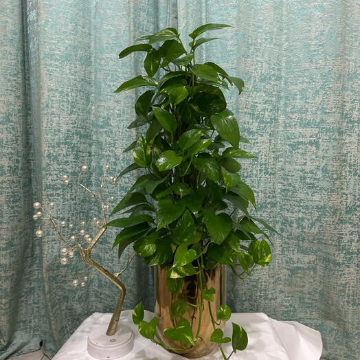 Pothos Plant on Vertical Moss Stick in Elegant Golden Ceramic Pot – Lucky Money Plant Gift