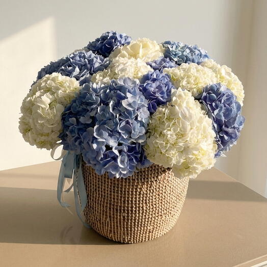 Королевская Гортензия