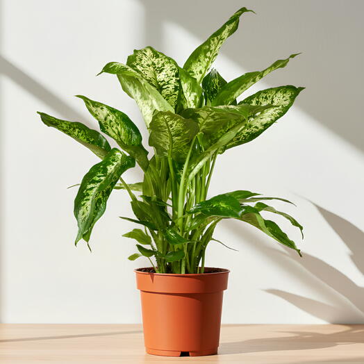 Диффенбахия