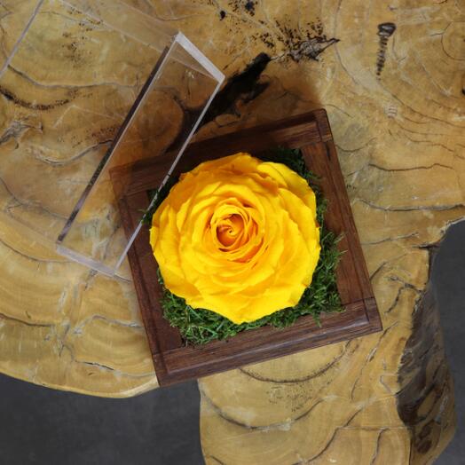 Yellow Infinity Single