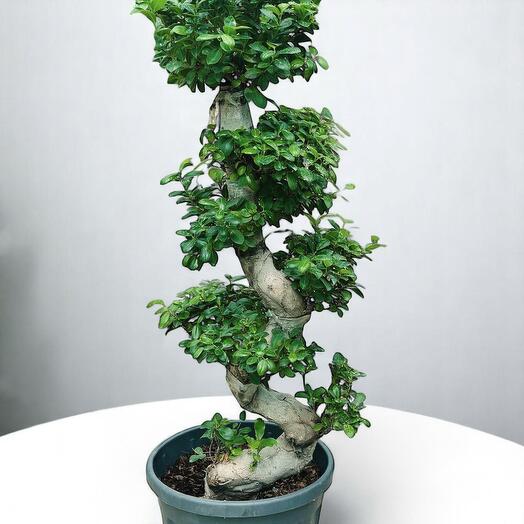 Ficus Bonsai S Shape