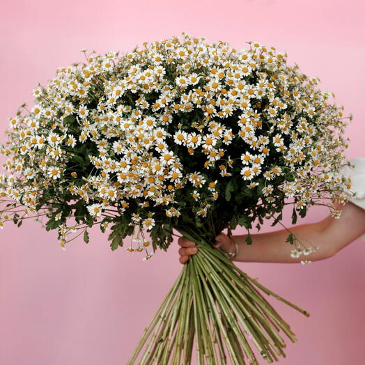 Dreamer: Large Bouquet of Tanacetum and Chamomiles