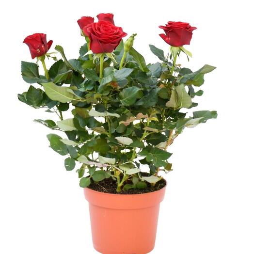 Rose Indoor( Holland)