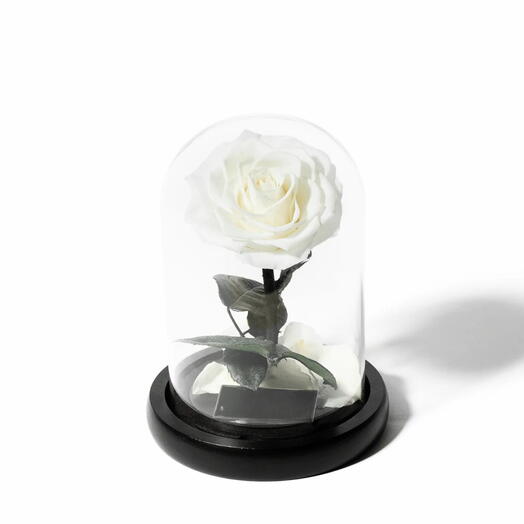 Infinity rose- White