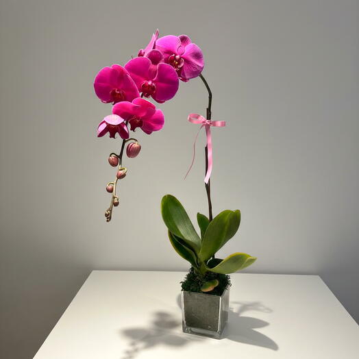 Роскошная орхидея