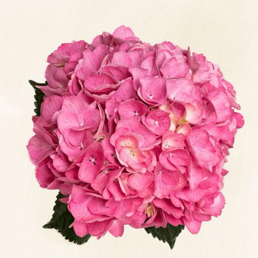 هيدرانجيا وردية مقطوفة طازجة