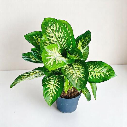 Dieffenbachia