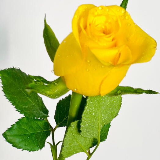 Yellow Rose Stem 50 cm