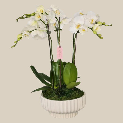 Белая элегантность