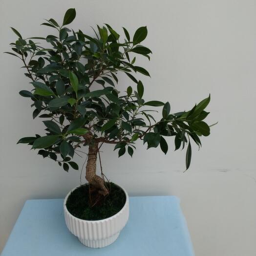 Растение бонсай