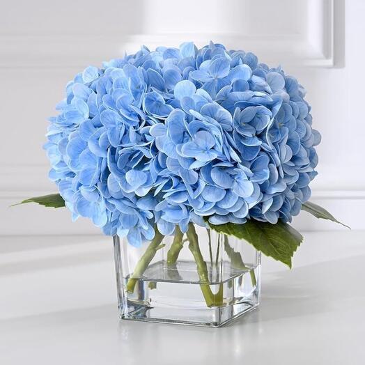 Blue Hydrangea small
