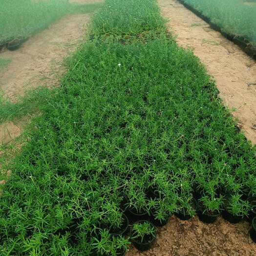 Portulaca Grandiflora 10CM (1x50 Pack)