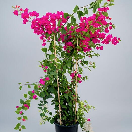 Bougainvillea Stick 180-200CM