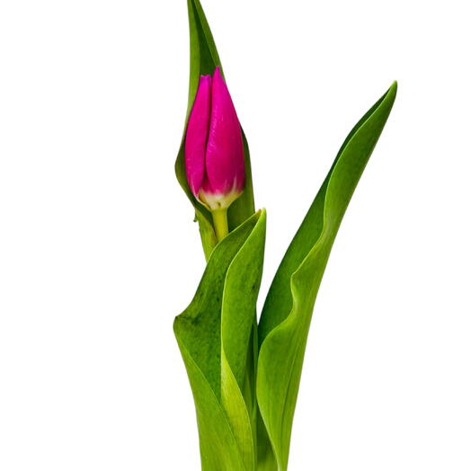 Тюльпан Pink Ardour за стебель