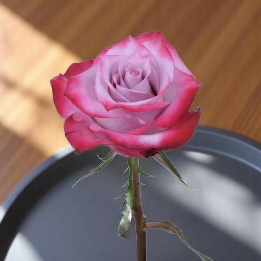 Enchanting Purple rose per stem