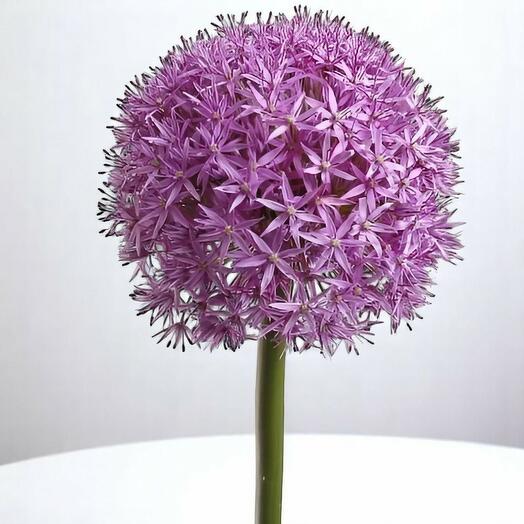 Аллиум светло-фиолетовый – одиночный стебель