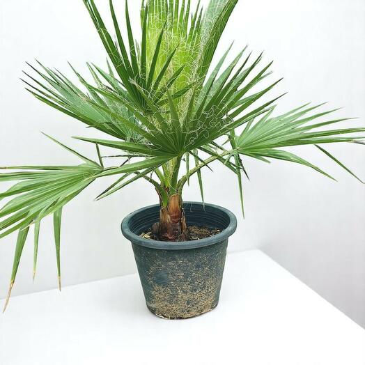 Вашингтония робуста мексиканская веерная пальма