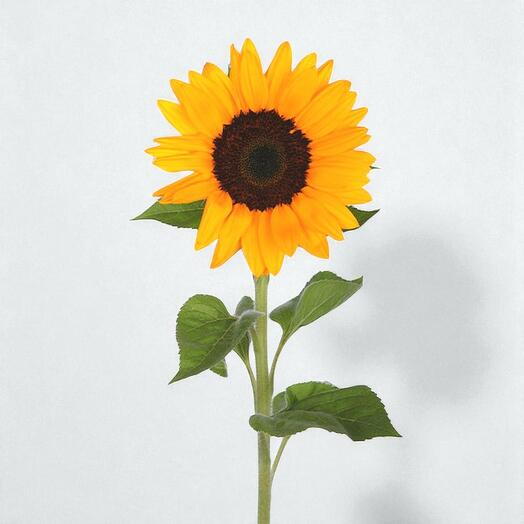 Один подсолнух