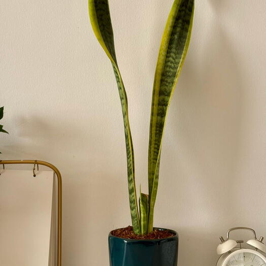 نبات الثعبان في وعاء خزفي أخضر