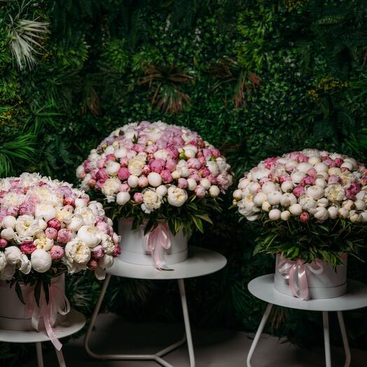 501 مزيج من الفاوانيا في صناديق