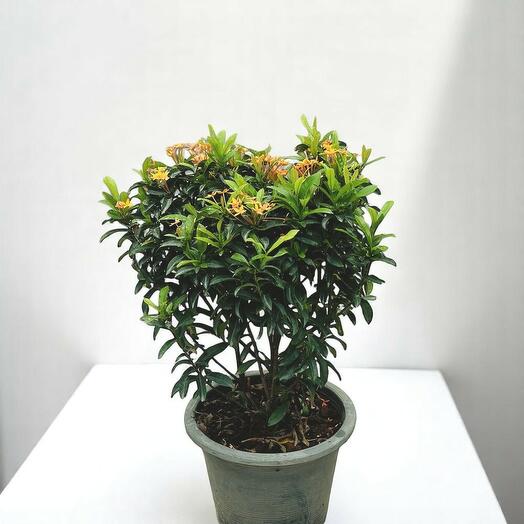 Ixora Chinensis 40cm