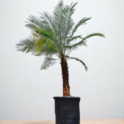 Дерево Феникс