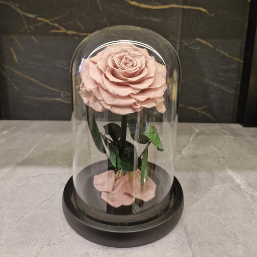 Тёмно-персиковая вечная роза