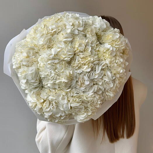 Vanilaa Hydrangea – 25 Cream Hydrangeas