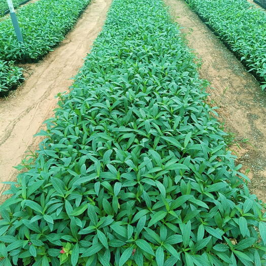 Ruellia Ciliosa 10-20CM (1x50 Pack)