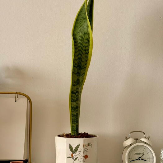 نبات الثعبان في وعاء خزفي جميل