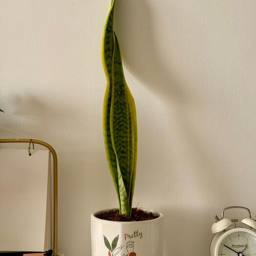 نبات الثعبان في وعاء سيراميك جميل | نبات داخلي | هدية سهلة العناية