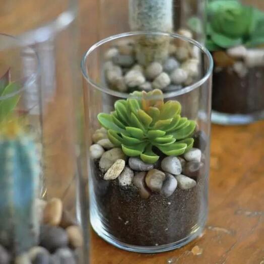 Echeveria Plant in Cylinder Vase