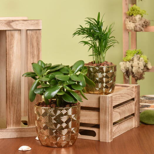 Plantes Élégance Chamadorea et Crassula Duo