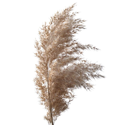 Pampus Natural per stem