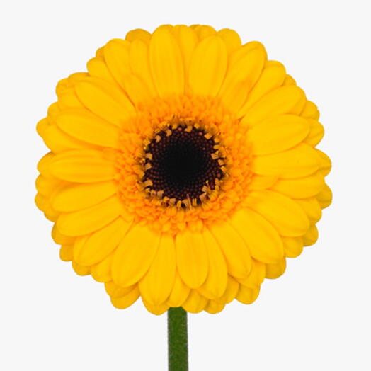 Gerbera Yellow