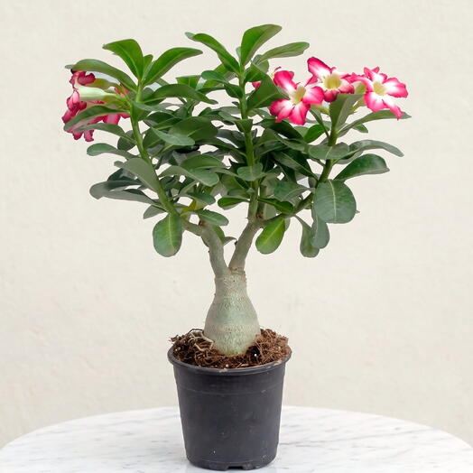 Desert Rose