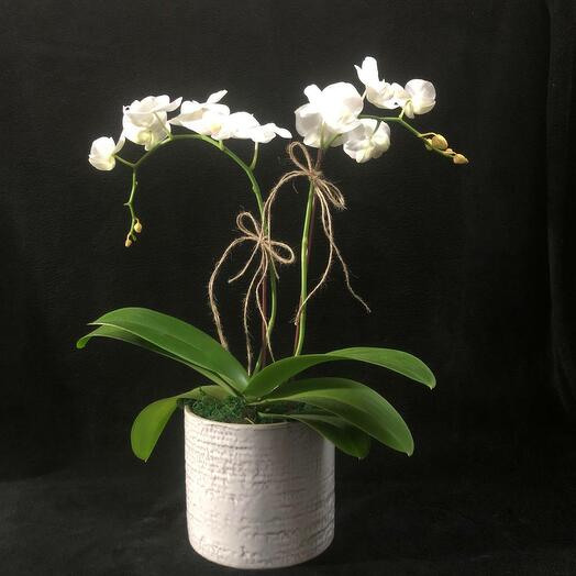 White Double Stem Mini Orchid
